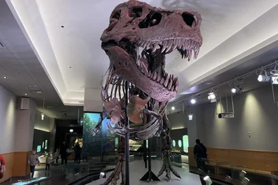 This picture provided by Chicago's Field Museum of Natural Museum on March 30, 2023 shows the skeleton of Sue the Tyrannosaurus rex at the Field Museum of Natural History. - Tyrannosaurus rex probably did not have exposed jagged teeth. The fearsome choppers of arguably the most celebrated of dinosaurs were likely covered by lips when the mouth was closed. That's the conclusion of a team of international researchers whose findings are published on March 30, 2023 in the journal Science. "Animals like T Rex, theropod dinosaurs, most likely had some sort of lips, like a soft tissue covering on their mouth to cover their teeth," said one of the authors of the study, Thomas Cullen, an assistant professor of paleobiology at Auburn University. (Photo by Kate Golembiewski / Field Museum / AFP) / RESTRICTED TO EDITORIAL USE - MANDATORY CREDIT "AFP PHOTO /  Kate Golembiewski / Field Museum " - NO MARKETING NO ADVERTISING CAMPAIGNS - DISTRIBUTED AS A SERVICE TO CLIENTSEditoria: SCILocal: ChicagoIndexador: KATE GOLEMBIEWSKISecao: paleontologyFonte: Field MuseumFotógrafo: Handout<!-- NICAID(15390670) -->