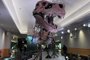 This picture provided by Chicago's Field Museum of Natural Museum on March 30, 2023 shows the skeleton of Sue the Tyrannosaurus rex at the Field Museum of Natural History. - Tyrannosaurus rex probably did not have exposed jagged teeth. The fearsome choppers of arguably the most celebrated of dinosaurs were likely covered by lips when the mouth was closed. That's the conclusion of a team of international researchers whose findings are published on March 30, 2023 in the journal Science. "Animals like T Rex, theropod dinosaurs, most likely had some sort of lips, like a soft tissue covering on their mouth to cover their teeth," said one of the authors of the study, Thomas Cullen, an assistant professor of paleobiology at Auburn University. (Photo by Kate Golembiewski / Field Museum / AFP) / RESTRICTED TO EDITORIAL USE - MANDATORY CREDIT "AFP PHOTO /  Kate Golembiewski / Field Museum " - NO MARKETING NO ADVERTISING CAMPAIGNS - DISTRIBUTED AS A SERVICE TO CLIENTSEditoria: SCILocal: ChicagoIndexador: KATE GOLEMBIEWSKISecao: paleontologyFonte: Field MuseumFotógrafo: Handout<!-- NICAID(15390670) -->