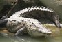 Estudo mostra que fêmea de crocodilo reproduziu sem ajuda de macho