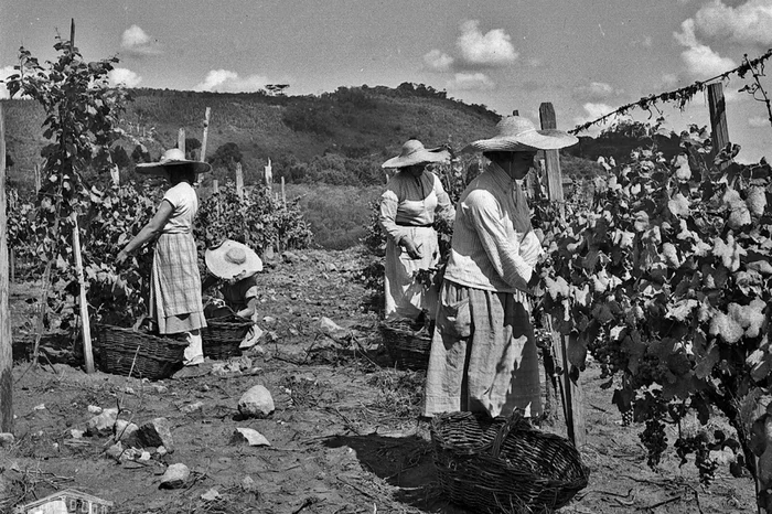 Hildo Boff / Arquivo Histórico Municipal João Spadari Adami / Divulgação Hildo Boff / Arquivo Histórico Municipal João Spadari Adami / Divulgação