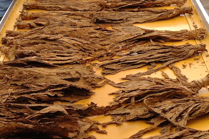 Genaro Joner / Agencia RBS