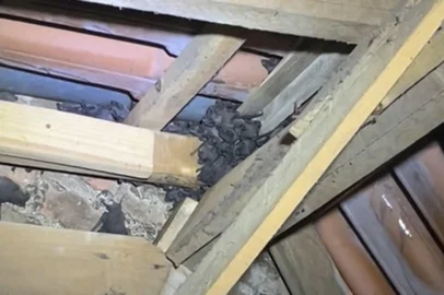 Morcegos encontrados no forro de casas em Passo Fundo<!-- NICAID(16018518) -->