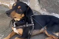 Cão é encontrado com coleira de choque anti-latido e patas feridas<!-- NICAID(16037173) -->
