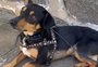 Cão é encontrado com coleira que dá choque e patas feridas no bairro Rio Branco