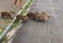 VÍDEO: grupo de capivaras é registrado ao atravessar rua em Torres