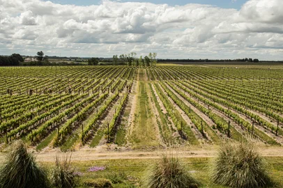 Bodega Familia Deicas, no Uruguai. <!-- NICAID(16262147) -->