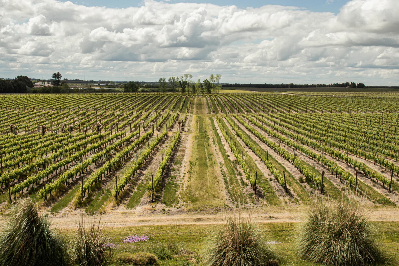Wine Locals/Divulgação