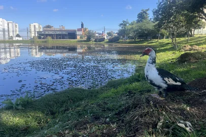 Vegetação está encobrindo a lagoa do bairro Parque Oasis.<!-- NICAID(16029324) -->
