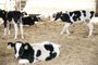 Produtos da fazenda RAR ganham selo de bem-estar animal. <!-- NICAID(15479395) -->