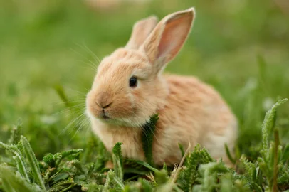 Cute easter orange bunny rabbit on green grassCoelhinho da páscoa. Foto: Vladimir Koshkarov / stock.adobe.comIndexador: Vladimir KoshkarovFonte: 354033122<!-- NICAID(15397536) -->