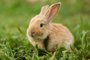 Cute easter orange bunny rabbit on green grassCoelhinho da páscoa. Foto: Vladimir Koshkarov / stock.adobe.comIndexador: Vladimir KoshkarovFonte: 354033122<!-- NICAID(15397536) -->