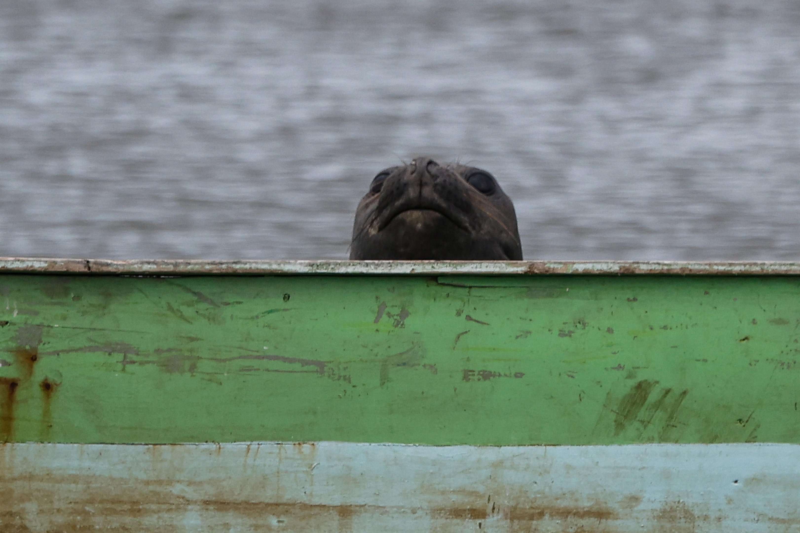 Ele est&aacute; de volta, e agora de barco: elefante-marinho reaparece no Litoral Norte