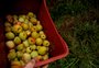 Quilo da laranja e do pêssego sobe mais de R$ 1 na Ceasa Serra