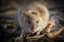 Rattus norvegicus, mamifero, rato, roedor. Foto:  Igor / stock.adobe.comFonte: 475722567<!-- NICAID(15039245) -->