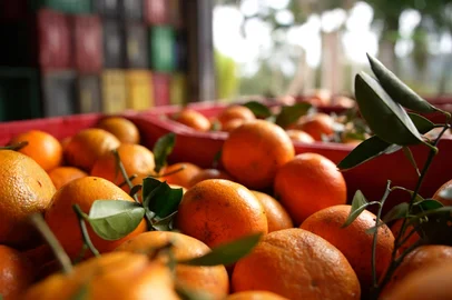 O cultivo da bergamota está presente em mais de 10 mil propriedades. As frutas cultivadas aqui no RS vão para a mesa de muitos estados brasileiros. Bem+ Agro. Fonte: Aryel Martins/ RBSTV<!-- NICAID(16132414) -->