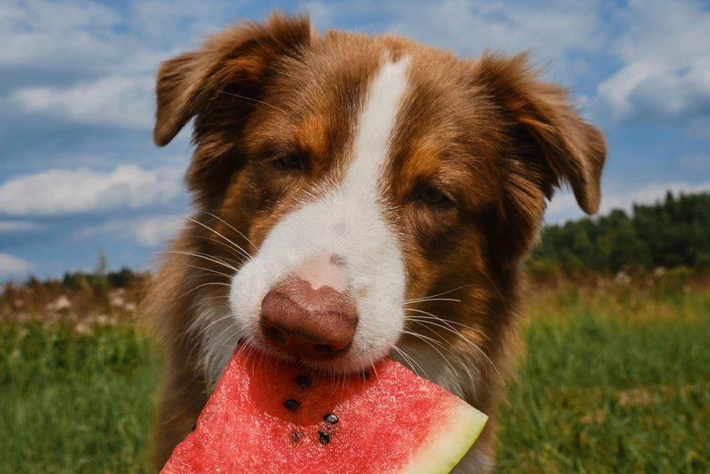 Concept of pets as people. Australian Shepherd dog eats juicy fresh watermelon outside in summer. Aussie on green meadow in grass enjoys eating fruit on warm day. Dog on background of blue sky.Aussie on green meadow in grass enjoys eating fruit on warm day. Dog on background of blue sky. Concept of pets as people. Australian Shepherd dog eats juicy fresh watermelon outside in summer.Fonte: 522074945<!-- NICAID(15722045) -->