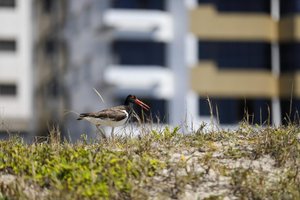 Camila Hermes / Agencia RBS