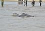 Botos ajudam pescadores na barra do Tramandaí: saiba como é a “pesca cooperativa”