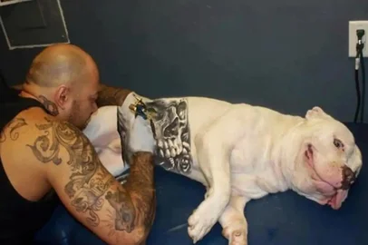 Governo sanciona lei que proíbe tatuagens e piercings em cães e gatos<!-- NICAID(16061875) -->