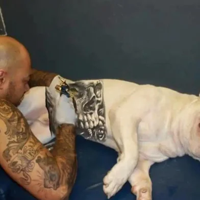 Governo sanciona lei que proíbe tatuagens e piercings em cães e gatos<!-- NICAID(16061875) -->