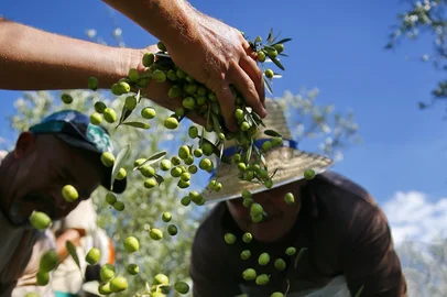 Félix Zucco / Agencia RBS VIAMÃO, RS, BRASIL, 19-03-2019: Colheita das azeitonas em oliveiras plantadas na Quinta da Estância, em Viamão (FOTO FÉLIX ZUCCO/AGÊNCIA RBS, Caderno Campo).<!-- NICAID(14002205) -->