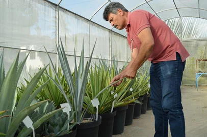 Brasil investe em pesquisa com planta da tequila para produção de etanol. Pesquisador Tarcísio Gondim<!-- NICAID(16101045) -->
