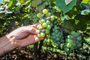 CAXIAS DO SUL, RS, BRASIL, 27/12/2023. Safra da uva deve ter quebra de 30% a 50% em Caxias do Sul por conta das fortes chuvas. (Neimar De Cesero/Agência RBS)Indexador: NEIMAR DE CESERO<!-- NICAID(15635604) -->