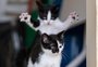 Veja as imagens premiadas no concurso de fotos mais engraçadas de pets