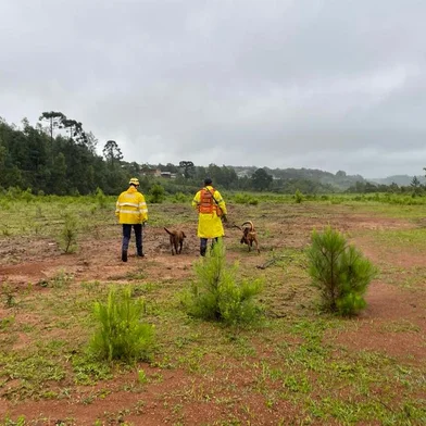 Buscas a homem desaparecido são retomadas na RS-122 entre Caxias e Flores da Cunha. Equipes dos Bombeiros acompanhados de cães farejadores atuam em área de mata para localizar morador do Pedancino<!-- NICAID(15615702) -->