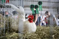 Esteio, RS, Brasil – 48ª Expointer no Parque Assis Brasil. O retorno das aves, após dois anos de ausência, reaproxima o público de uma das atrações mais populares da feira, marcada pelo canto dos galos, pela diversidade das espécies e pela vitalidade dos pavilhões.Foto: Jefferson Botega/Agência RBSIndexador: jeff botega<!-- NICAID(16114375) -->