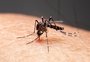 Carazinho já registrou mais de 30 casos de chikungunya em 2025
