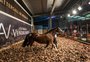 Leilões presenciais de cavalos crioulos serão retomados nesta Expointer