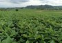 Com plantio quase concluído e clima ajudando, expectativa é de grande safra de soja no RS