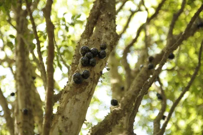 Ricardo Chaves / Agencia RBS Sitio Dodô no Lamí produz alimentos orgânicos.Jabuticaba.<!-- NICAID(7612491) -->