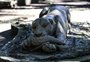 Jaguar, leoa ou leão-baio? Estátua em praça de Porto Alegre levanta debate