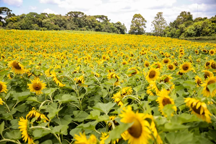 Neimar De Cesero / Agencia RBS