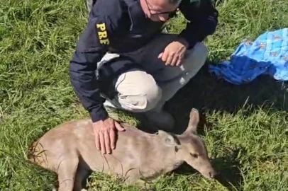 Na manhã deste domingo (19), a Polícia Rodoviária Federal resgatou um animal silvestre, às margens da BR-285, proximidades da Embrapa, em Vacaria.Com o apoio do biólogo Herbert Hasse Júnior, voluntário que atua no acolhimento e tratamento de animais silvestres, os policiais rodoviários federais realizaram o socorro de um veado-catingueiro, que apresentava várias lesões, ocasionadas supostamente por um atropelamento. <!-- NICAID(16268919) -->