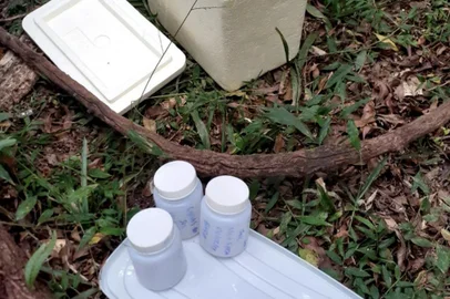 Caso de febre amarela em bugio é confirmado em Caxias do Sul<!-- NICAID(15362920) -->