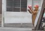 VÍDEO: policial se disfarça de ursinho para prender suspeitos de traficar drogas no Peru
