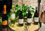 Vinícola Garibaldi apresenta vinhos da safra 2025 e espera crescer 15% neste ano