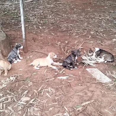 Cães soltos atacam galinhas e patos em Passo Fundo e causam prejuízo em propriedade<!-- NICAID(16087001) -->