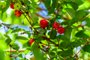 Pitanga (eugenia uniflora) is the fruit of pitangueira, dicotyledonous of the family of mirtaceae. It has the shape of globose fleshy balls, red, orange, yellow or black. Indexador: Murilo Mazzo GualdaFonte: 312443973Fotógrafo: Photographer<!-- NICAID(15616797) -->