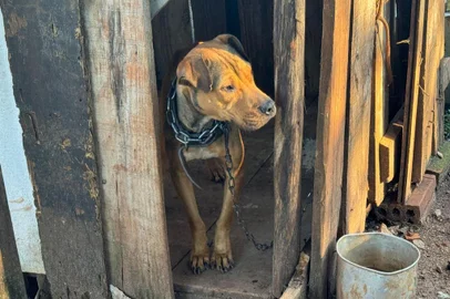 Animais em situação de maus tratos em Passo Fundo<!-- NICAID(15828438) -->