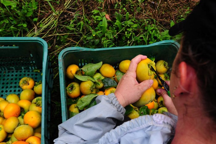 Marcelo Casagrande / Agencia RBS