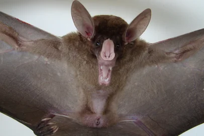 Um exemplar do morcego-fantasma-grande (Vampyrum spectrum), o maior morcego das Américas, foi capturado na fazenda Nhumirim, da Embrapa Pantanal, pelo ecólogo Maurício Silveira. É o primeiro exemplar deste animal coletado no Mato Grosso do Sul.<!-- NICAID(3108840) -->