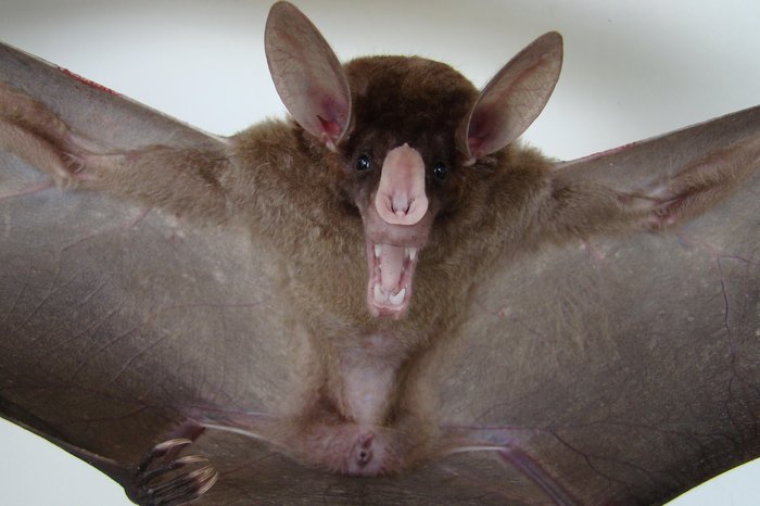 Maurício Silveira / Divulgação