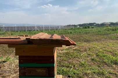 EDP multiplica abelhas nativas em usina solar em Roseira<!-- NICAID(15895583) -->