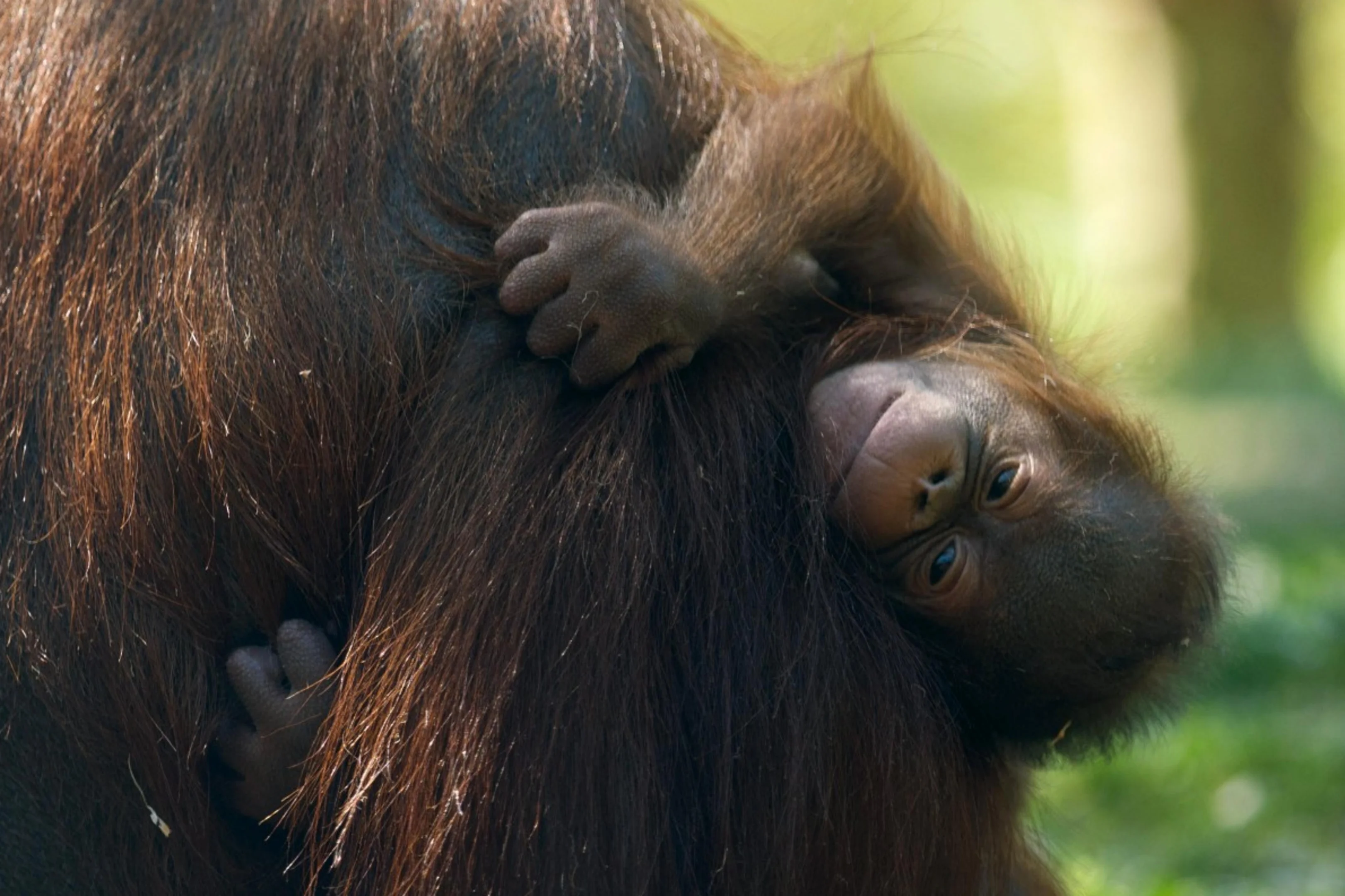 Filhote de orangotango ameaçado de extinção nasce em zoológico de Madri ...