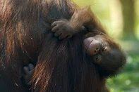 In this handout photo taken on April 10, 2026 and released by Madrid Zoo Aquarium on April 14, 2026, Surya, a female Bornean orangutan (Pongo pygmaeus), cradles her newborn a week after its birth at the Madrid Zoo Aquarium, in Madrid. A critically endangered Borneo orangutan has been born at Madrid's zoo, described by keepers as strong and developing normally. After a eight-and-a-half-month pregnancy, mother Surya gave birth to the male orangutan weighing about 1.5 kilos (3.3 pounds) on April 2, 2026, the Madrid Zoo Aquarium said in a statement. (Photo by Handout / MADRID ZOO / AFP) / RESTRICTED TO EDITORIAL USE - MANDATORY CREDIT "AFP PHOTO /  MADRID ZOO AQUARIUM" - HANDOUT - NO MARKETING NO ADVERTISING CAMPAIGNS - DISTRIBUTED AS A SERVICE TO CLIENTS<!-- NICAID(16266780) -->