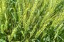 As condições climáticas das últimas semanas com as chuvas em excesso, a alta umidade e elevadas temperaturas, têm preocupado os produtores de trigo da região norte do Estado,<!-- NICAID(15555011) -->